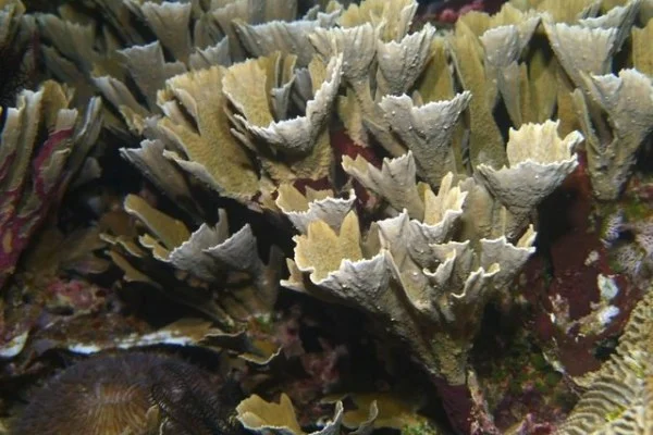 新赛季CBA季前赛北京北汽对阵山西汾酒曾凡博张宁锋线对决前瞻分析